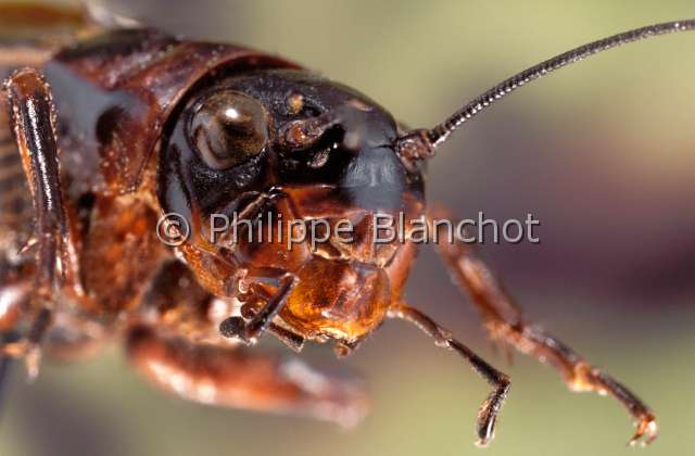 gryllus bimaculatus.JPG - Gryllus bimaculatus (Portrait)Grillon provençalCricketOrthoptera, GryllidaeFrance